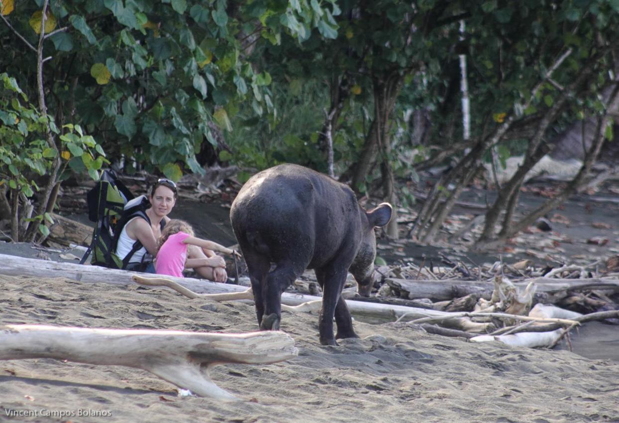 Appartamento Tapirus Playa Drakes Bay Esterno foto