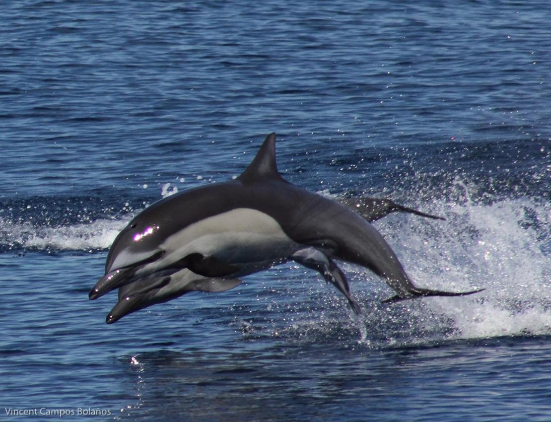 Appartamento Tapirus Playa Drakes Bay Esterno foto